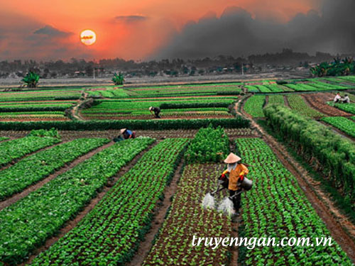 Chạy về bên cánh đồng rau của mẹ ngày Tết