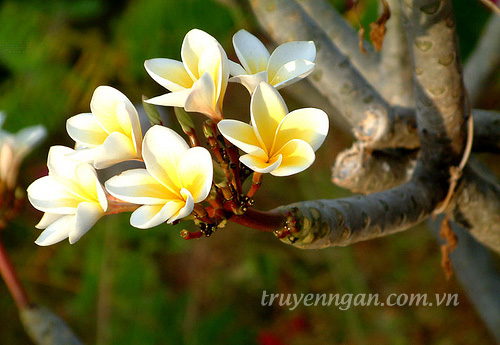 Hẹn em một mùa hoa thiên sứ