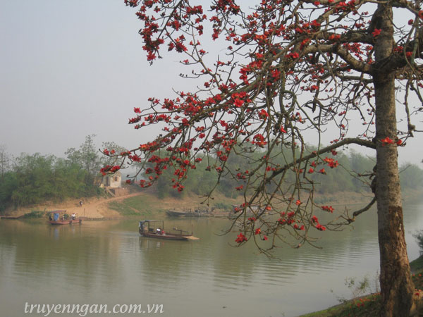 Hoa gạo tháng 3