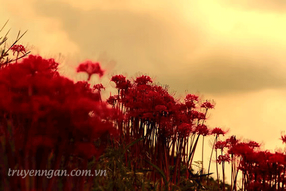 Lá bùa Bỉ Ngạn hoa