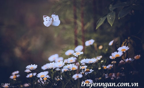 Những lá thư bướm trắng