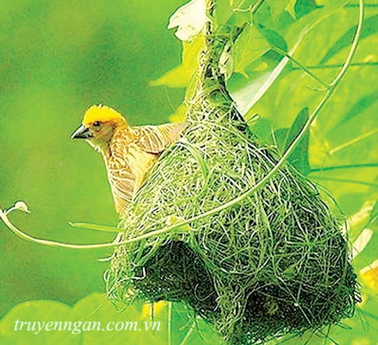 Những mùa chim làm tổ