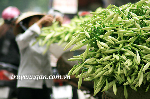 Tháng tư, nắng và hoa loa kèn