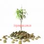 Giá trị thực sự